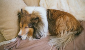 Sheltie Photos, 2013