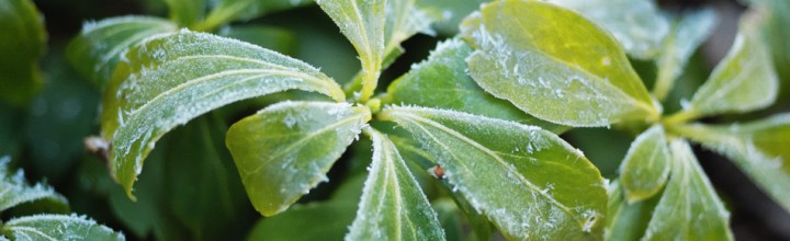 Morning Macro Photos