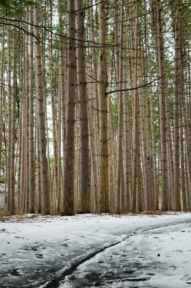 Trees of Wheelock Park Trevor LaBarge