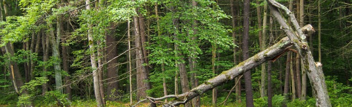 Trees Along the Ashuelot River