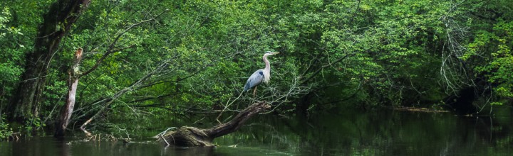 Great Blue Heron on the Ashuelot River