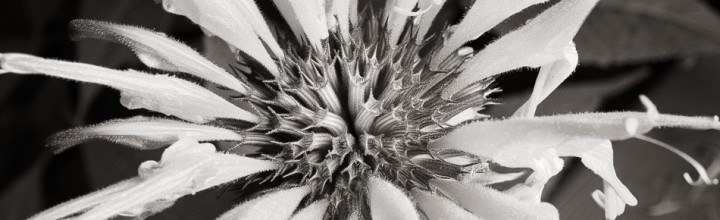 Black and White Bee Balm Flower