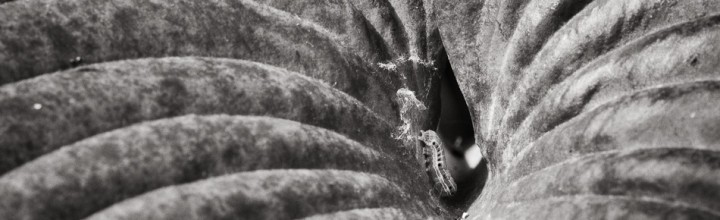 Caterpillar in Hosta