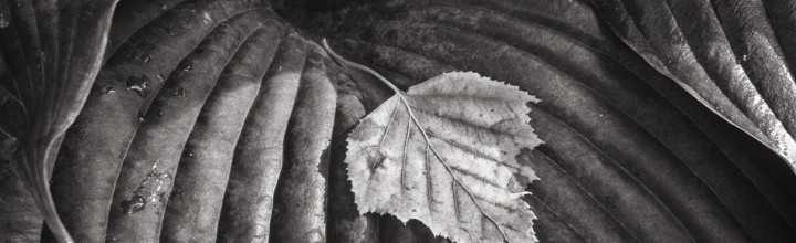 Leaf on Hosta