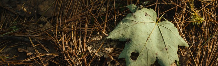 Forest Floor Single Leaf Photos