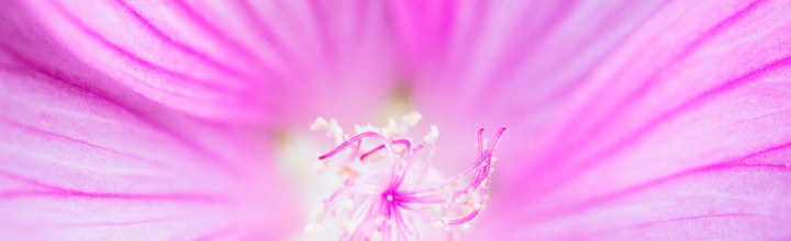 Square Format Garden Macro Photos