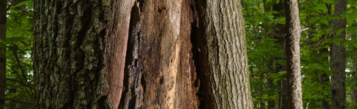 Forest Tree Portraits