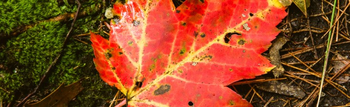 Bright Red Autumn Leaves