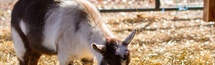 A Late Autumn Visit to Far Fetch Farm