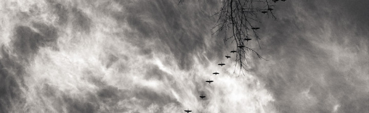 Canadien Geese and Clouds