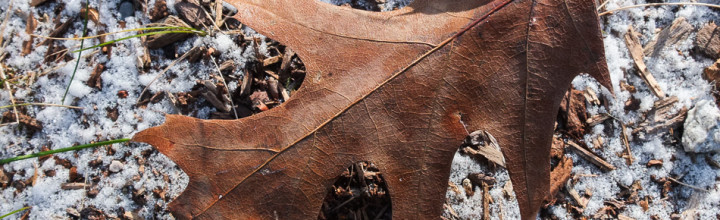 Leaves in Late Autumn Snow