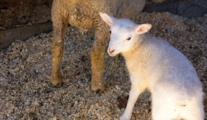 2014 Lamb Season at Far Fetch Farm