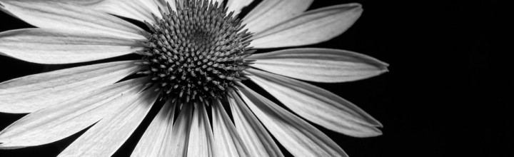 Black and White Cone Flower