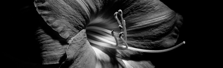 Black and White Daylily