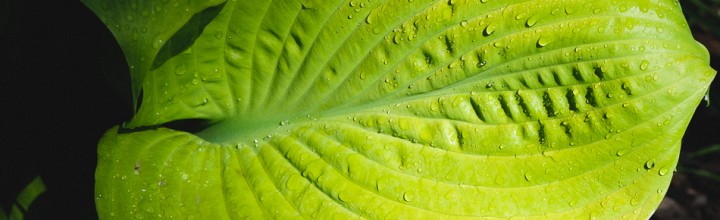 Early Morning Hosta Leaf