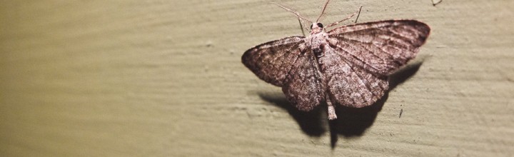 Moth at Rest