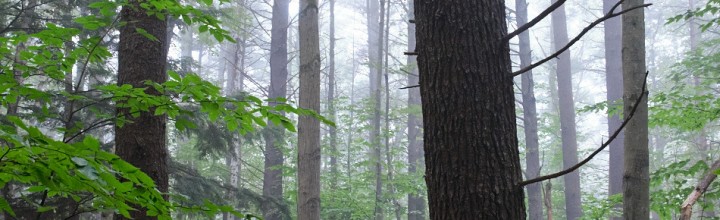 Foggy Drummer Hill Forest Hike