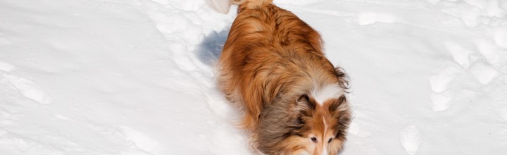 Chuck Romping in the Snow