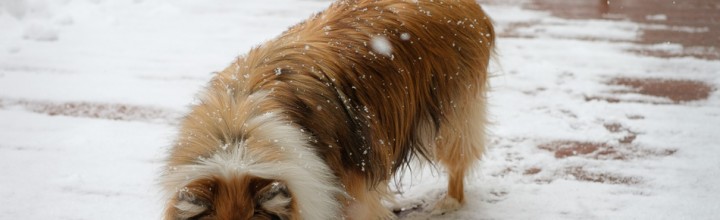 Sheltie Snow Removal