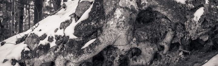 Gnarly Tree Roots in Snow