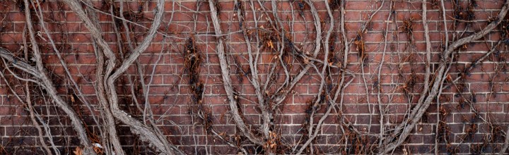 Vines on Brick