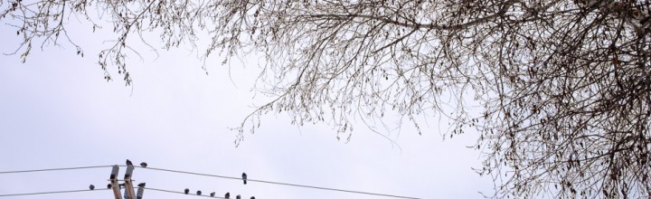 Birds on a Wire