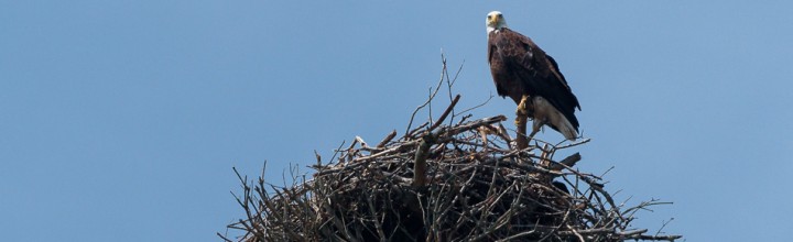 Nesting American Bald Eagle