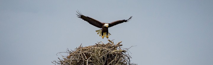 American Bald Eagle Landing Sequence