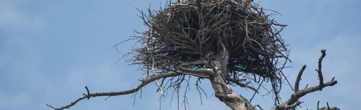 Nesting American Bald Eagles