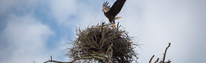 American Bald Eagle Takeoff Sequence