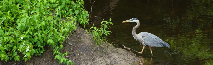 Great Blue Heron Lunch Break