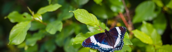 Butterfly at Rest