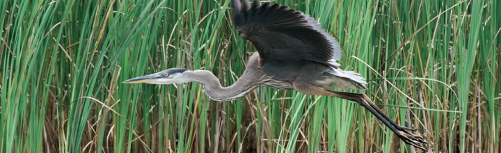 Connecticut River Great Blue Herons