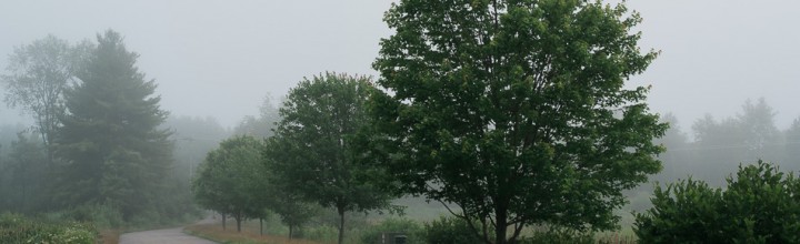 Foggy Morning Wetlands