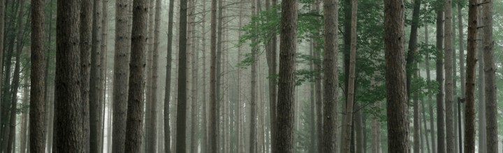 Foggy Wildwood Trees