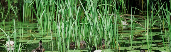 Wood Ducks in the Ashuelot River