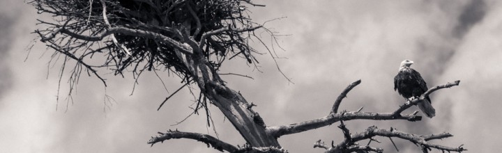 Nesting Bald Eagles