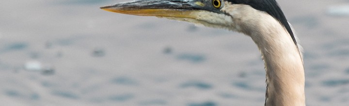 Great Blue Heron Portrait Session