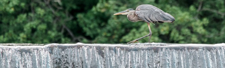 Great Blue Herons at the Ashuelot River Dam