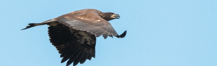 Immature Bald Eagle at Surry Dam