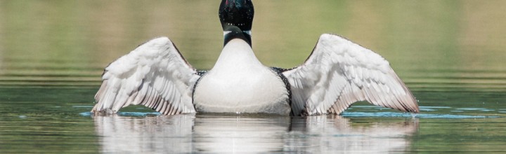 Common Loon at Surry Dam