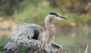 Great Blue Herons at the Ashuelot River Park