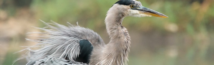 Great Blue Heron Fishing at the Dam