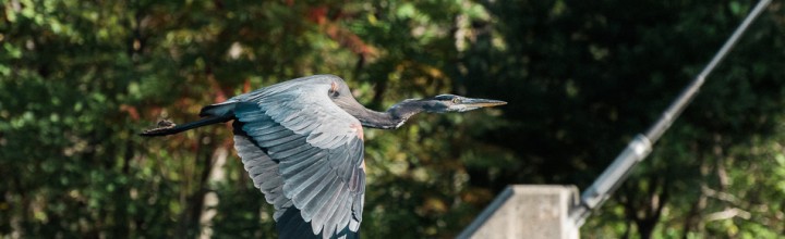 Great Blue Heron Fly-by