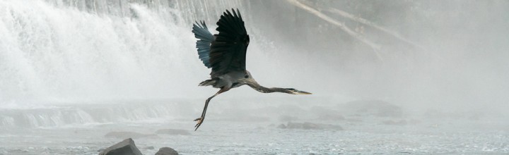 Ashuelot River Dam Heron in Flight