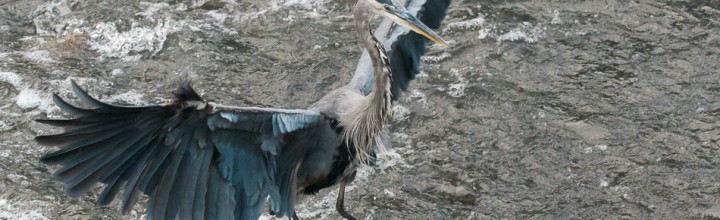 Great Blue Heron Wading