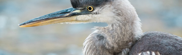 Young Great Blue Heron at the Dam