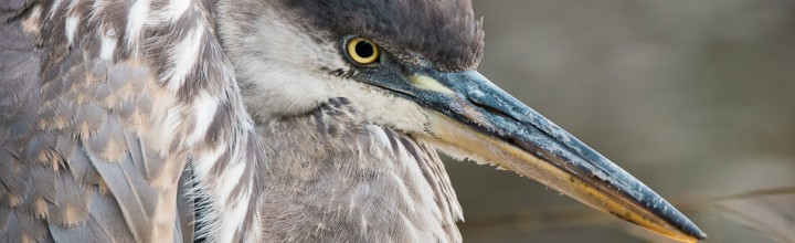 Young Great Blue Heron Portraits