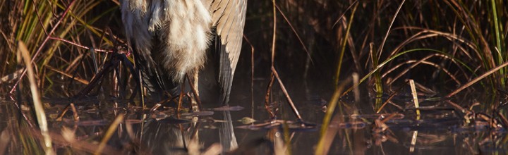 Sleeping Great Blue Heron