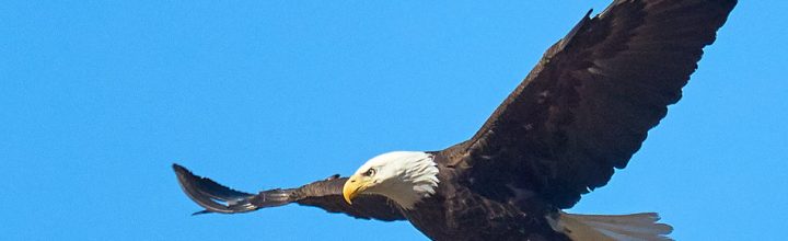 Surry Bald Eagle